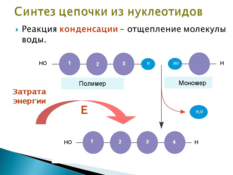 Реакция конденсации – отщепление молекулы воды.  Синтез цепочки из нуклеотидов Затрата энергии Е